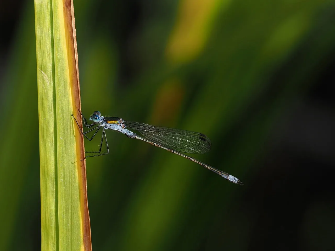 Enchanting Damselfly: Macro Detail on a Green Leaf
