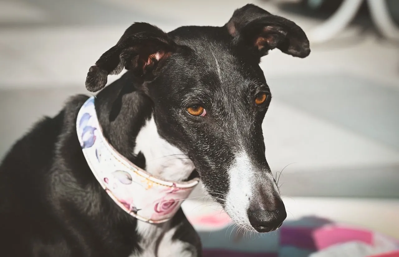 Stunning Greyhound Portrait: Graceful Canine with Pink Collar