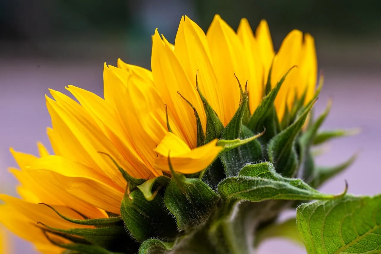 Vibrant Sunflower Petals: A Close-Up of Summer's Beauty