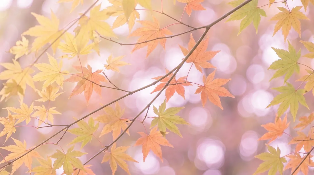 Vibrant Pastel Maple: A Soft Autumn Dream