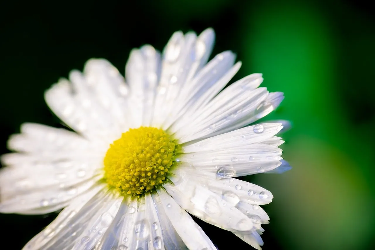 Stunning Macro: Fresh Daisy with Sparkling Water Droplets