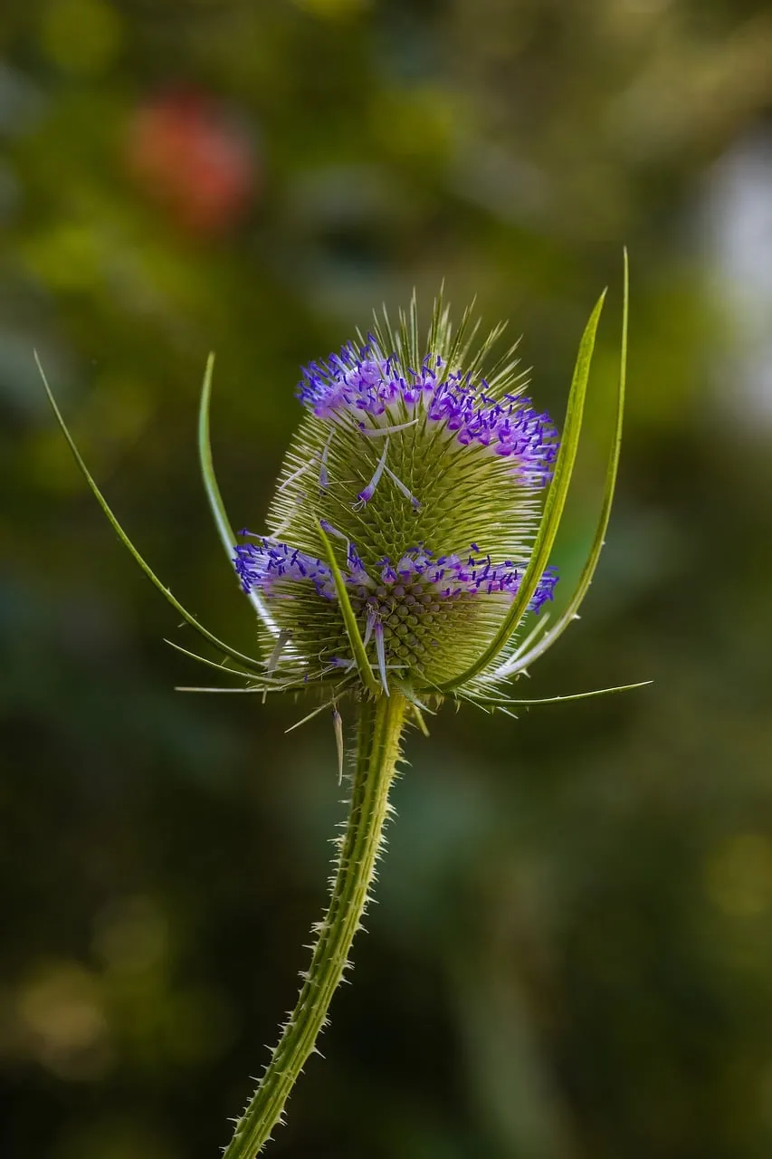 Vibrant Purple Thistle Blossom in Nature's Embrace
