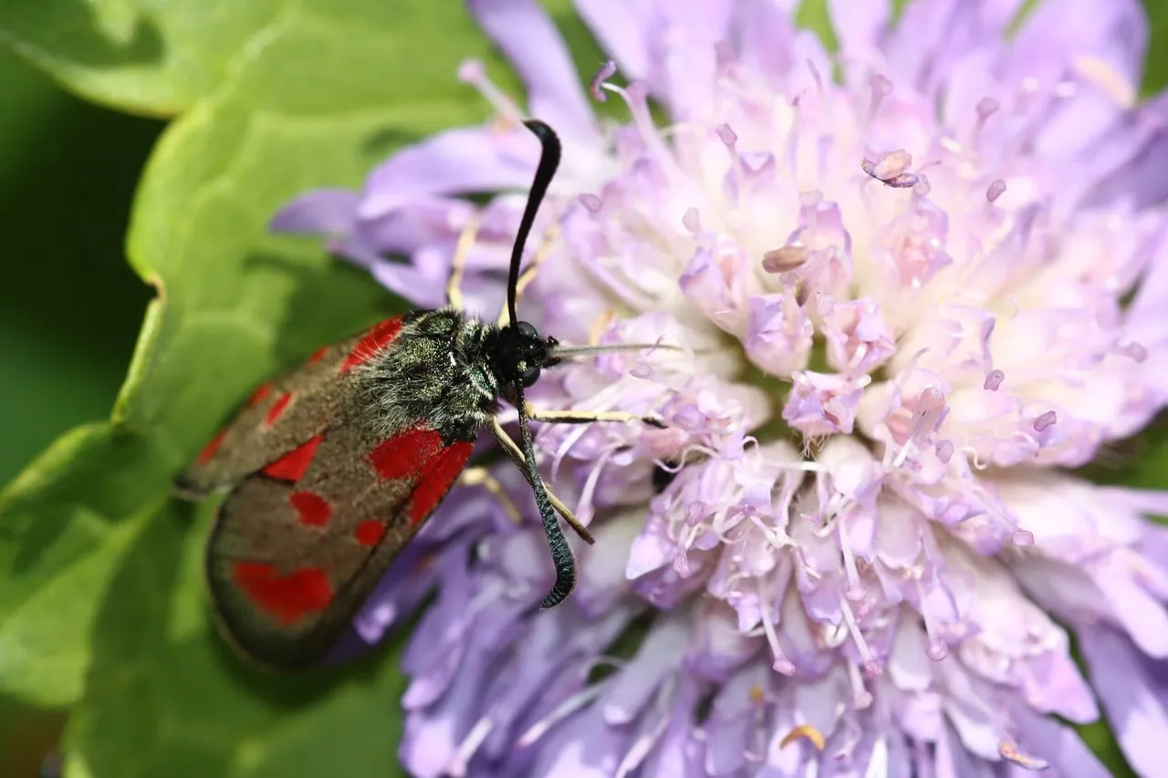 Vibrant Macro: Red-Winged Moth on Purple Flower