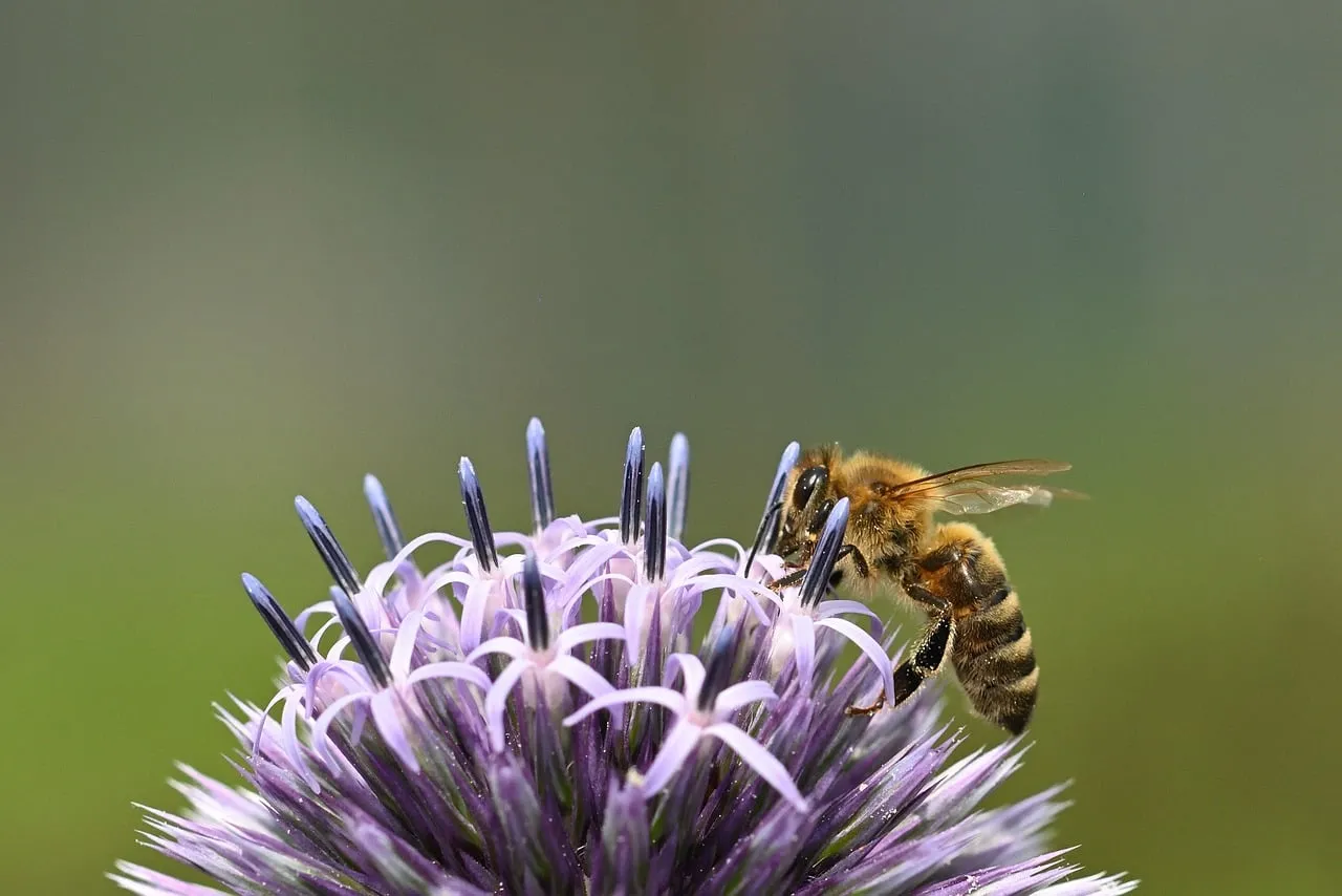 Vibrant Globe Thistle and Buzzing Bee: A Summer Macro Marvel