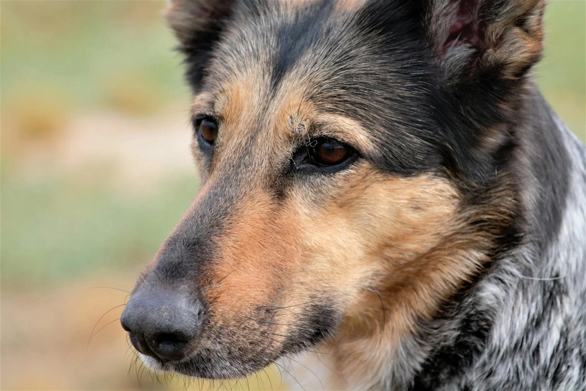 Intense Gaze: Striking German Shepherd Portrait