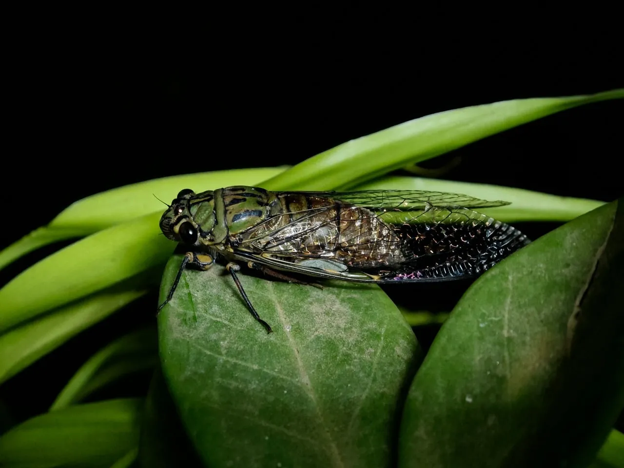 Stunning Macro Cicada: Intricate Nature's Beauty at Night