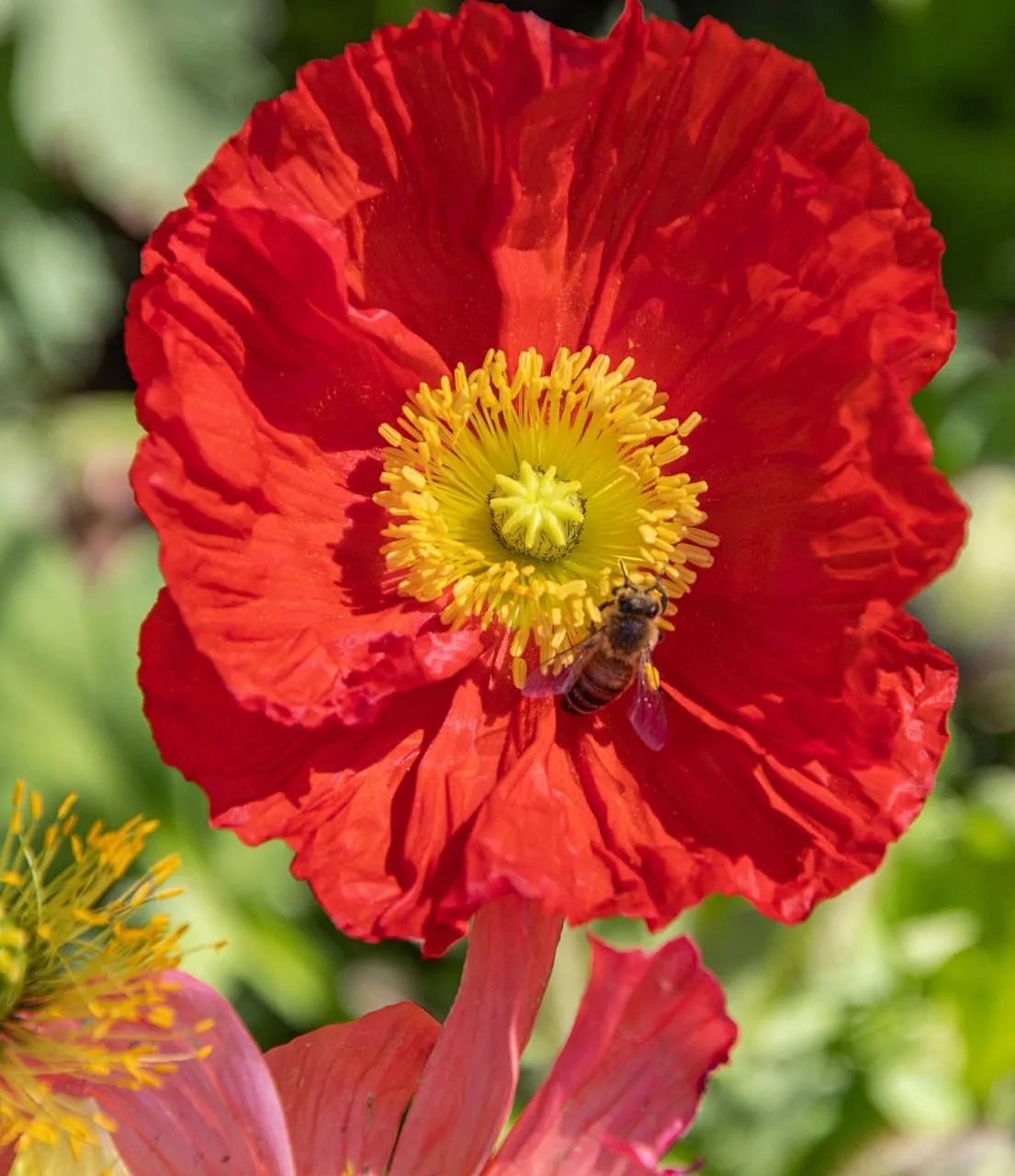 Vibrant Red Poppy: Bee's Sweet Pollination Dance