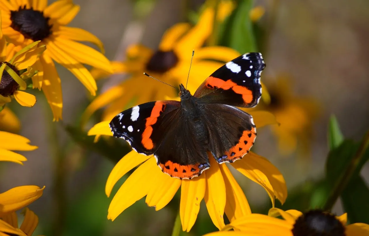 Vibrant Admiral Butterfly on Golden Coneflower