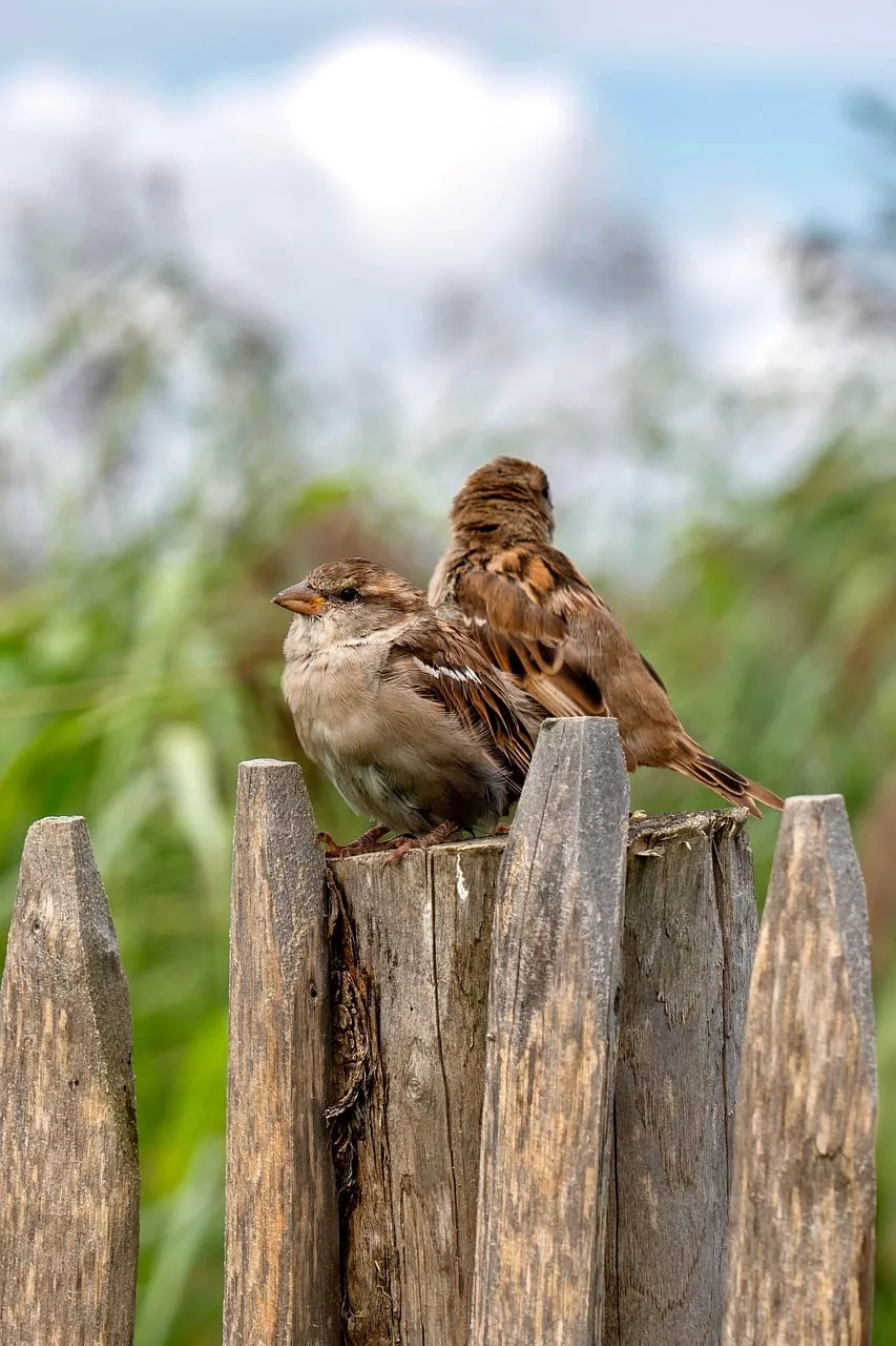 Charming Sparrows Perched: A Serene Countryside Moment