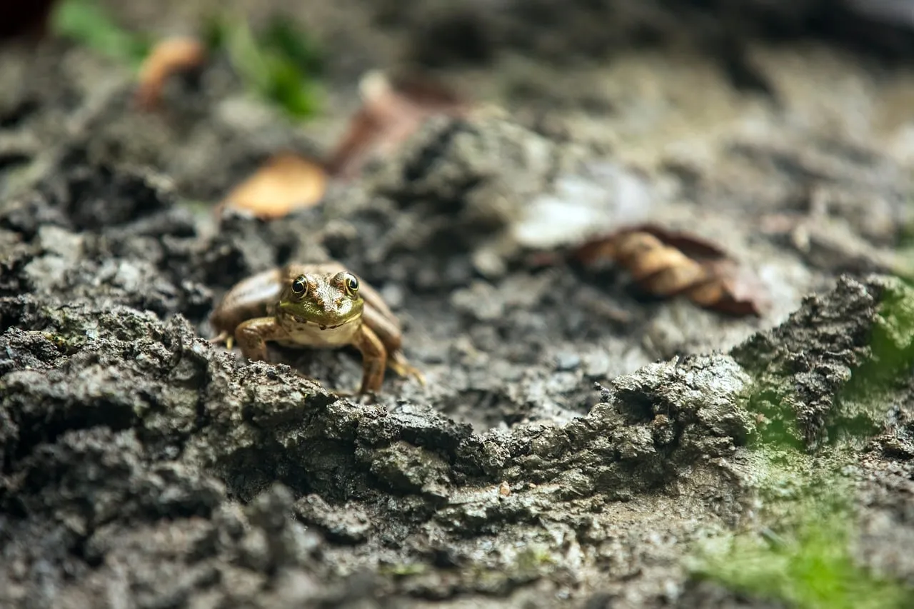 Enigmatic Forest Frog: A Glimpse into Wild Nature's Secret World