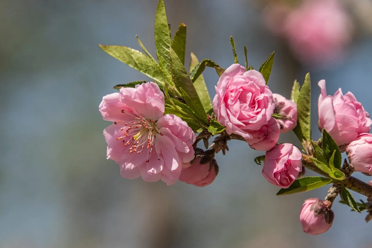 Vibrant Pink Peach Blossoms in Full Spring Bloom