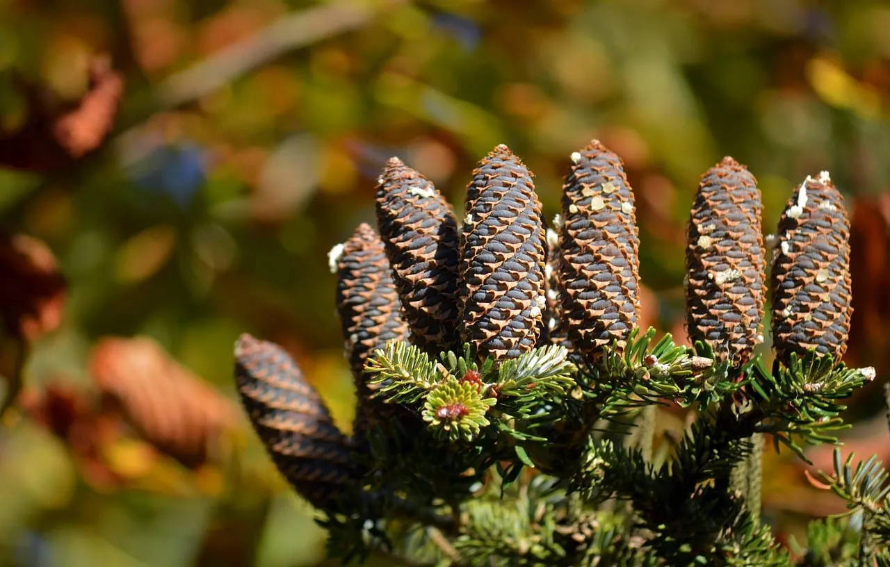 Vibrant Fir Cones: Nature's Winter Jewels Up Close