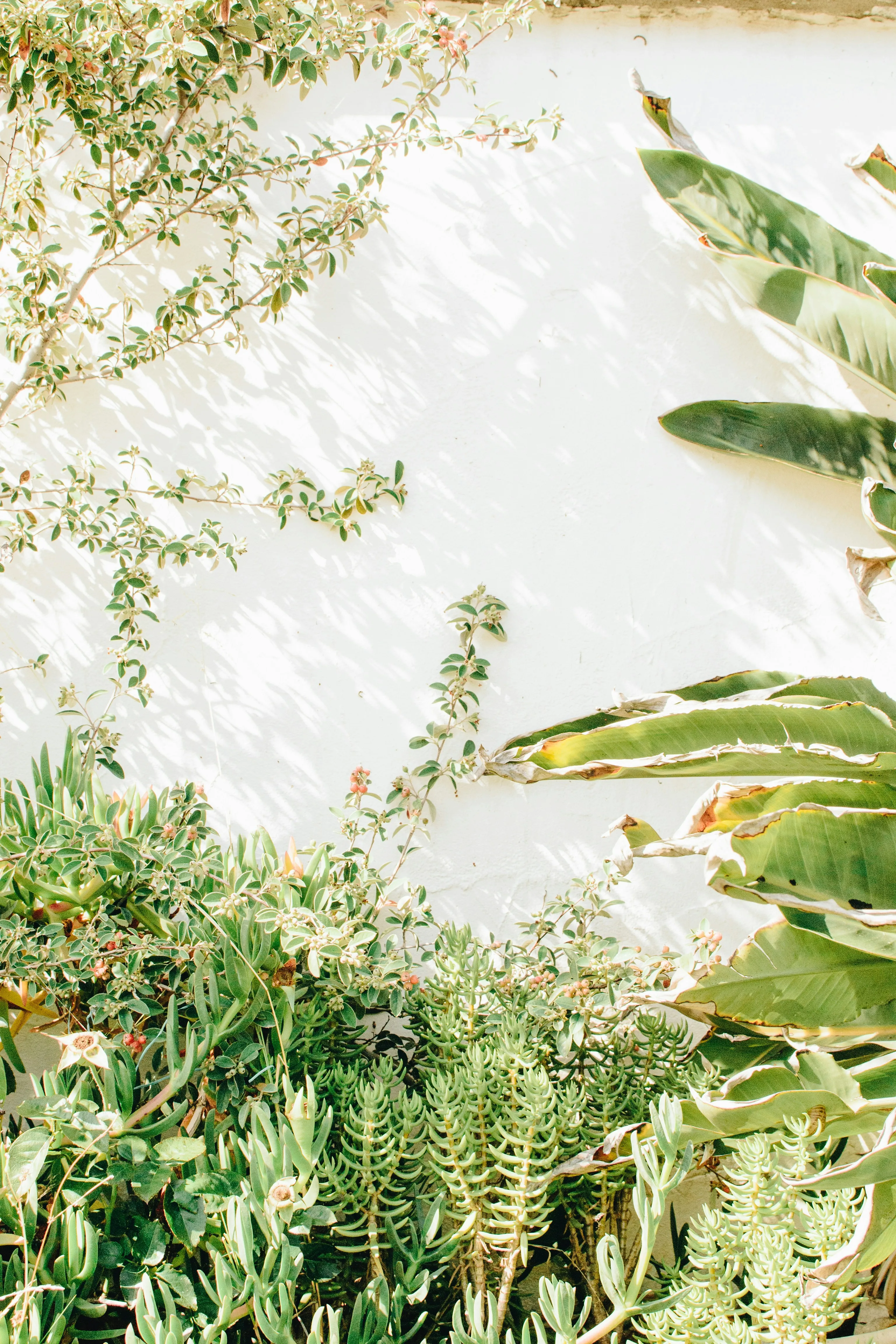Vibrant Green Foliage Adorning a Crisp White Wall