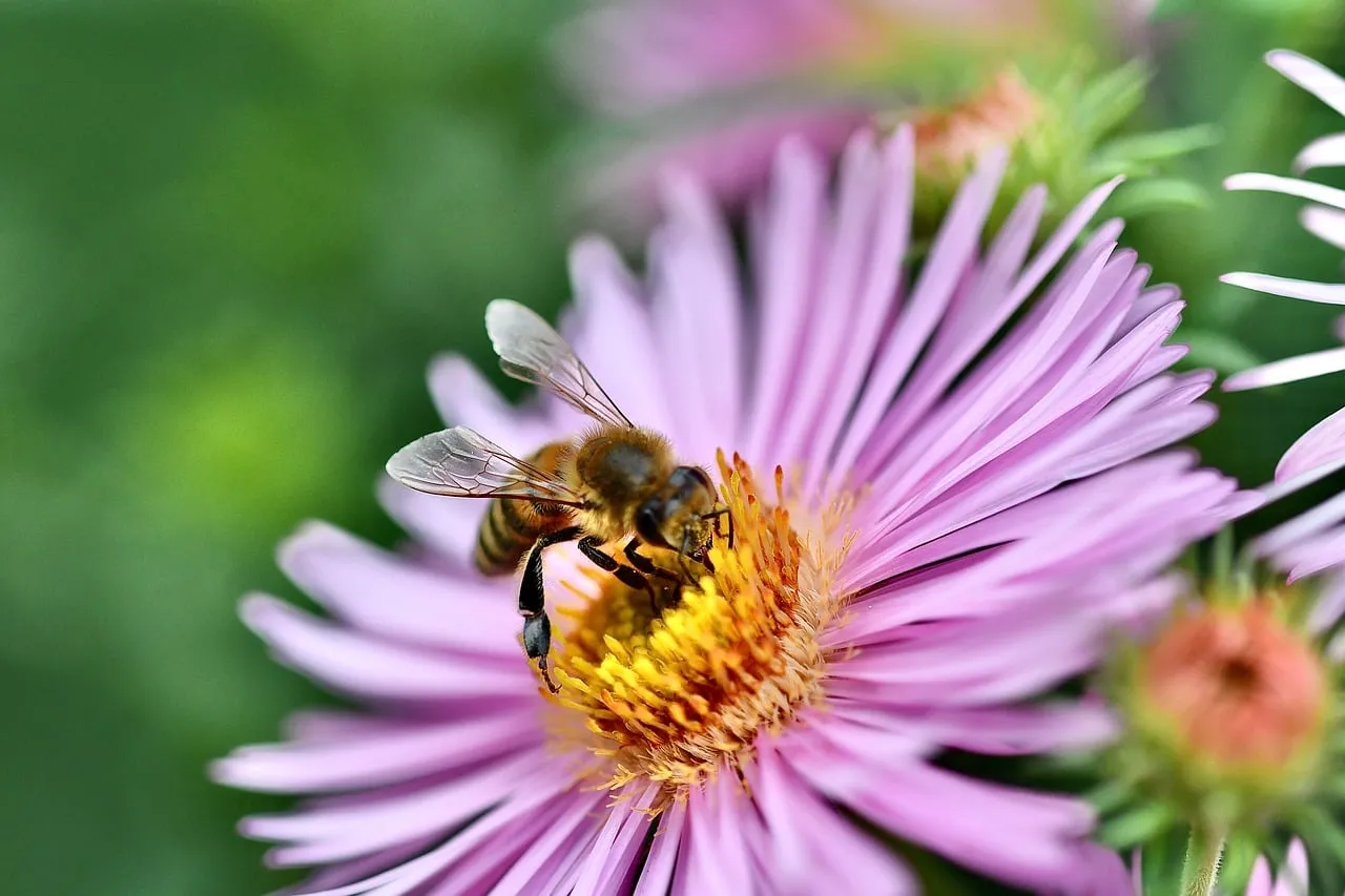 Vibrant Spring Macro: Bee Pollinating Pink Aster