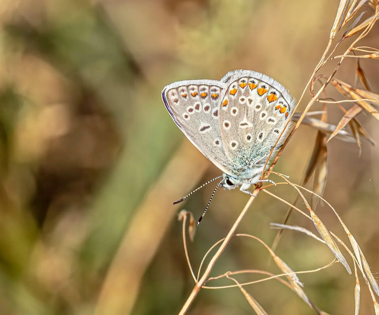 Stunning Macro of a Delicate Butterfly on Wild Grass