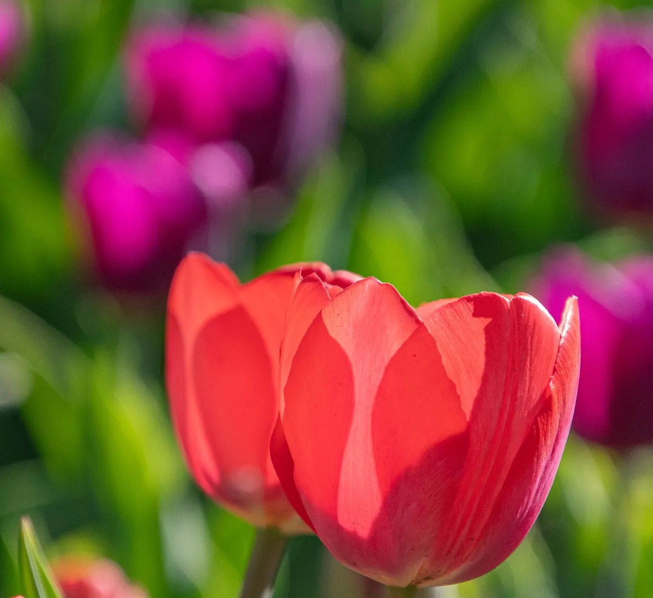 Vibrant Red Tulips: A Spring Garden's Blooming Macro Beauty