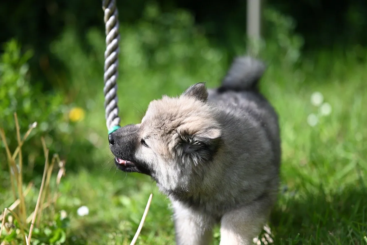 Adorable Gray Puppy Joyfully Playing with Rope in Garden