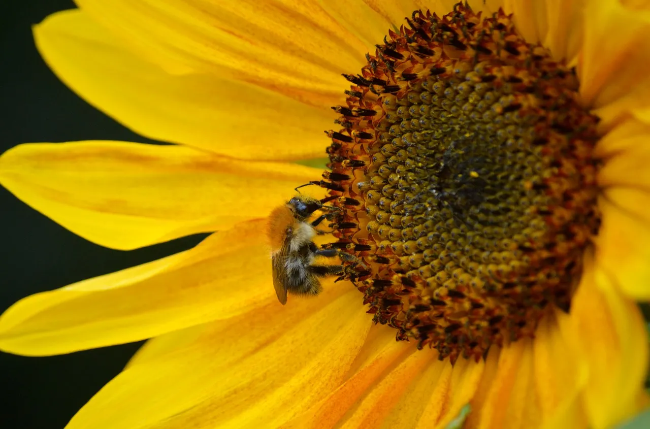 Vibrant Sunflower Buzz: Bumblebee Foraging Nectar