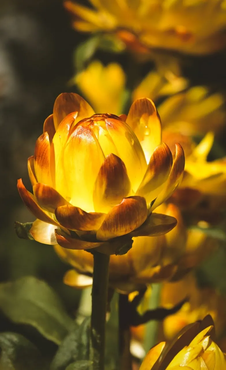 Vibrant Golden Hour Everlasting Daisy Close-up