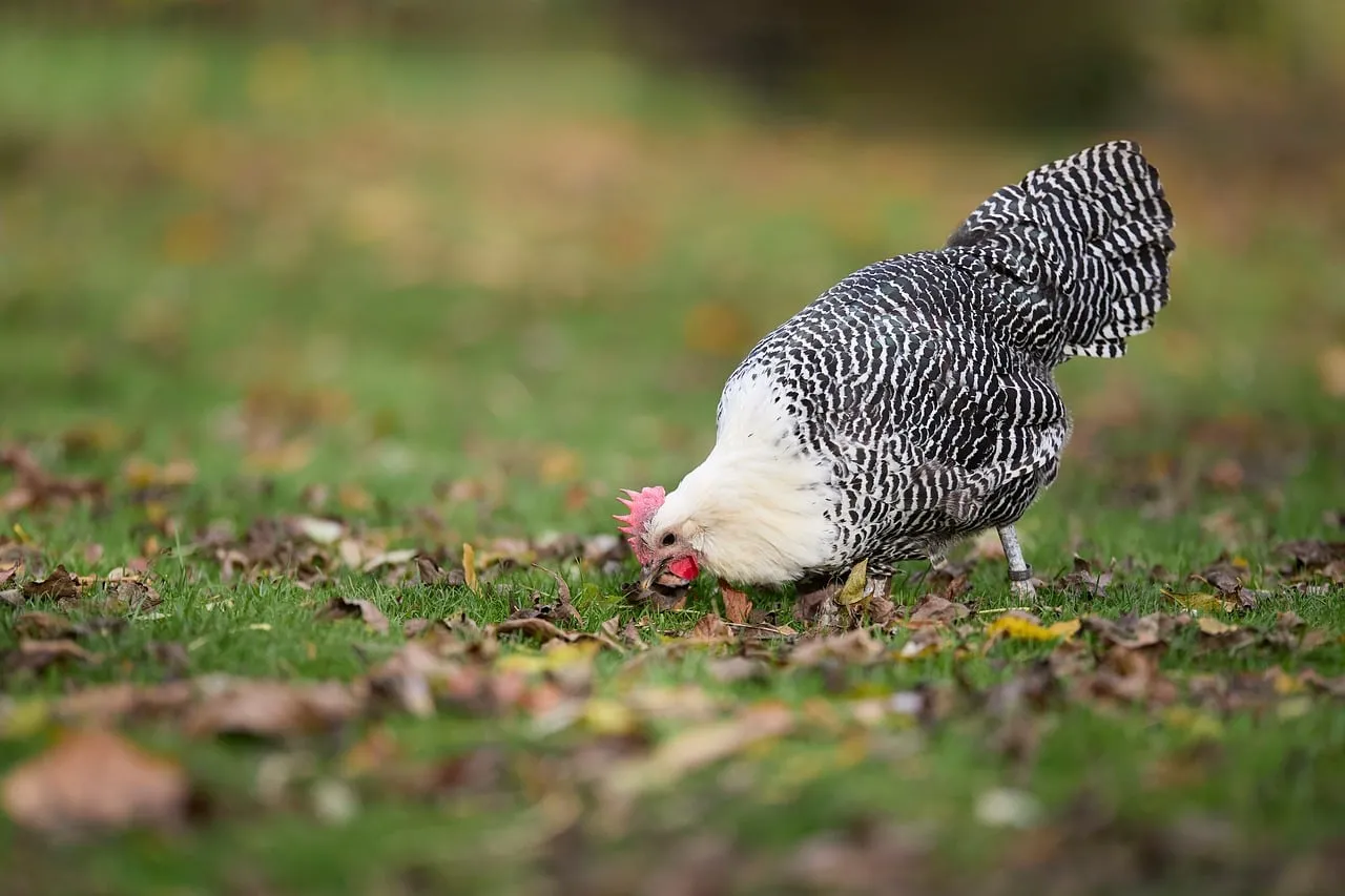 Charming Braekel Hen Foraging in Autumnal Bliss