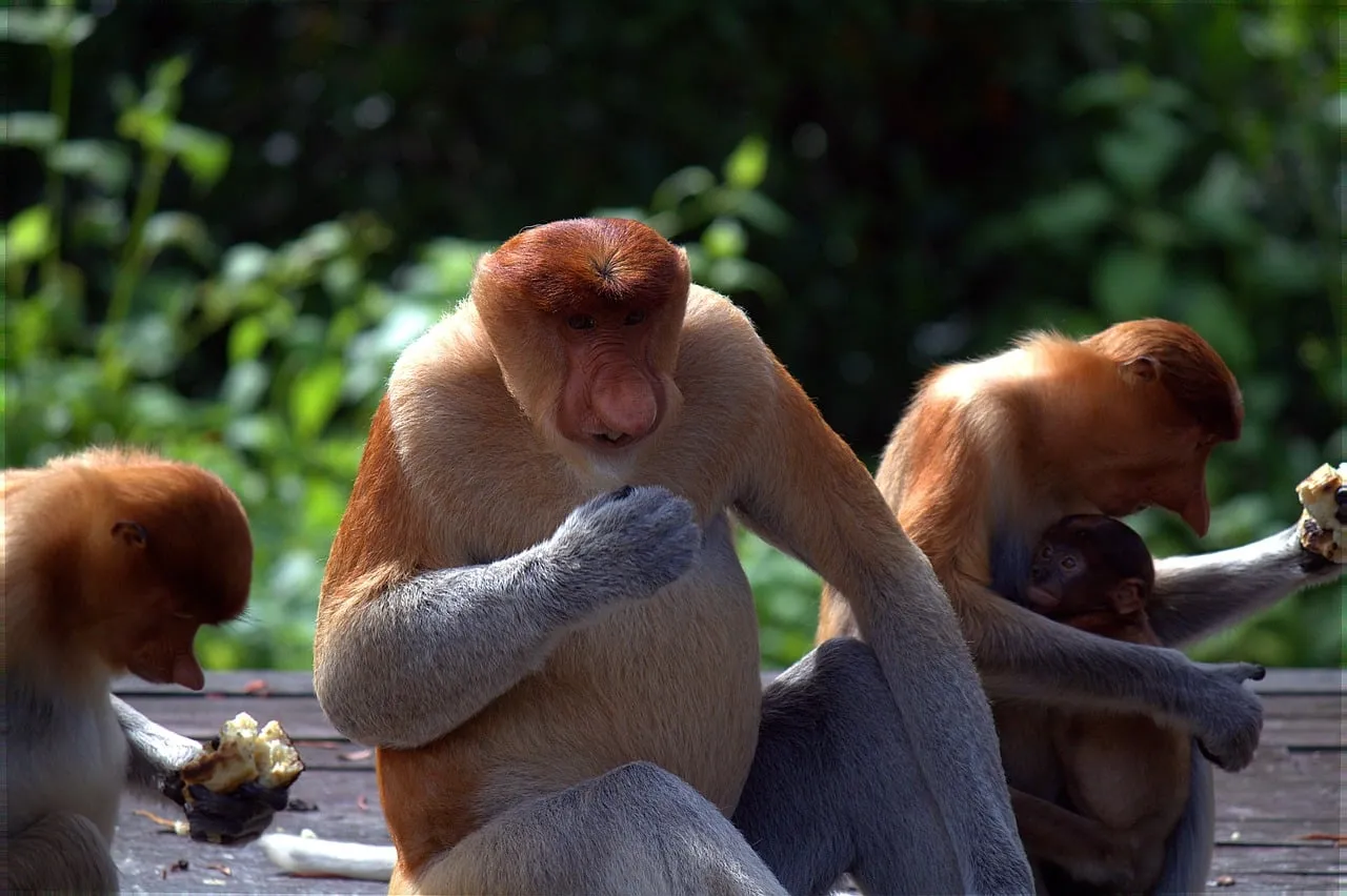 Enchanting Proboscis Monkey Family in Borneo's Lush Jungle