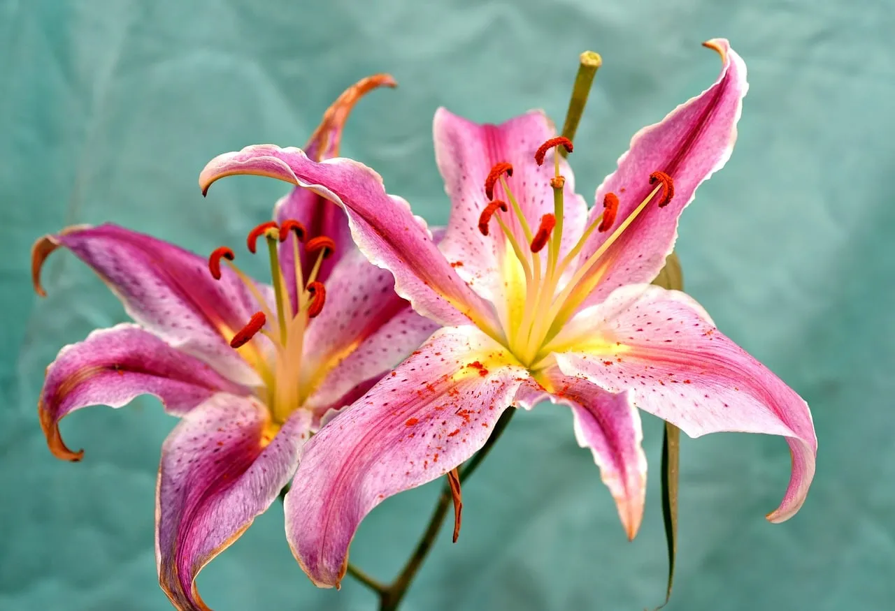 Vibrant Pink Lilies: Nature's Breathtaking Bloom