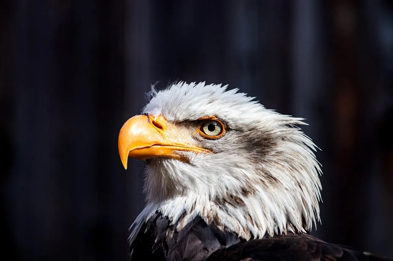 Majestic Bald Eagle Portrait: Nature's Fierce Gaze