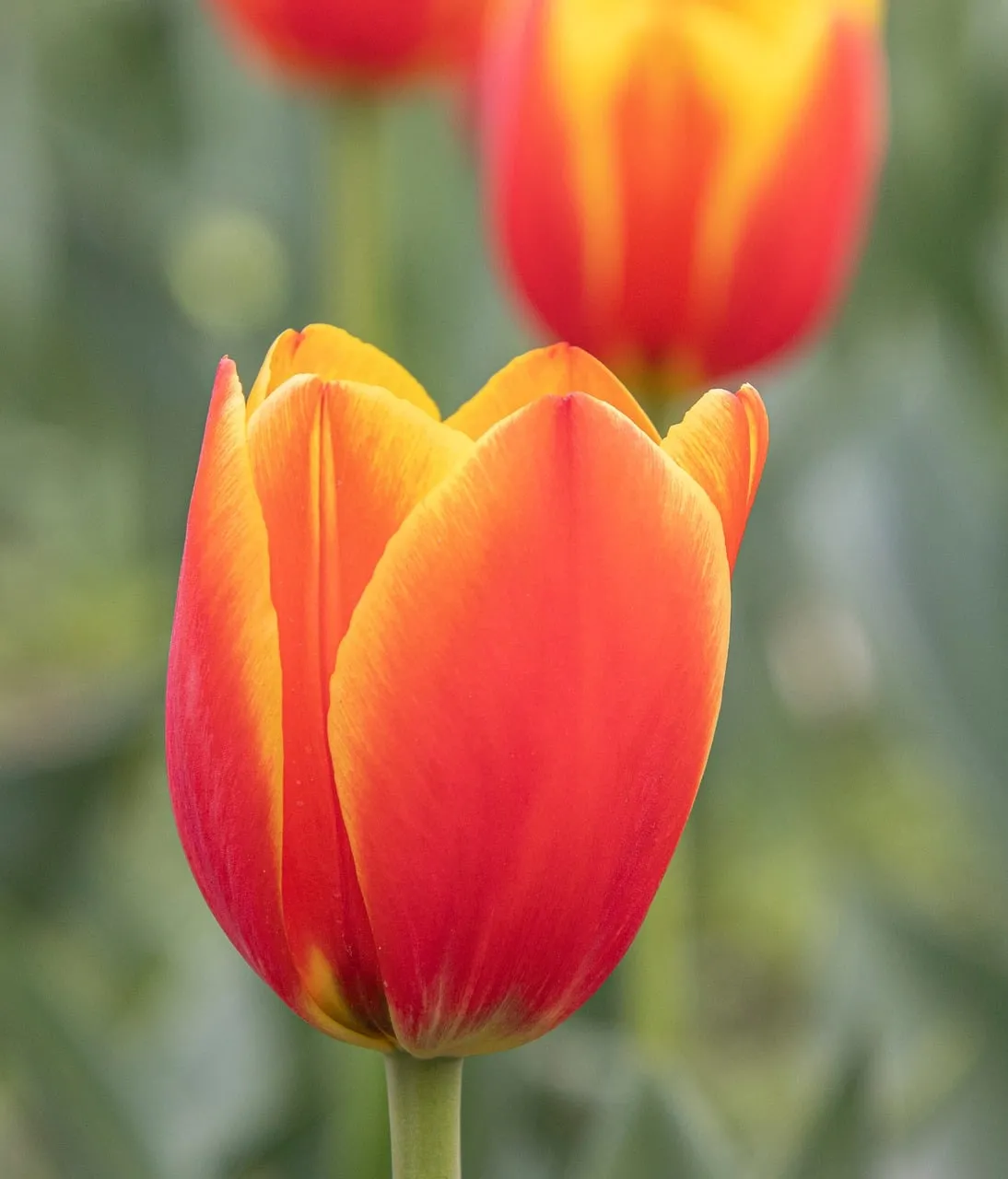 Vibrant Spring Tulip: A Symphony of Red and Yellow Bloom