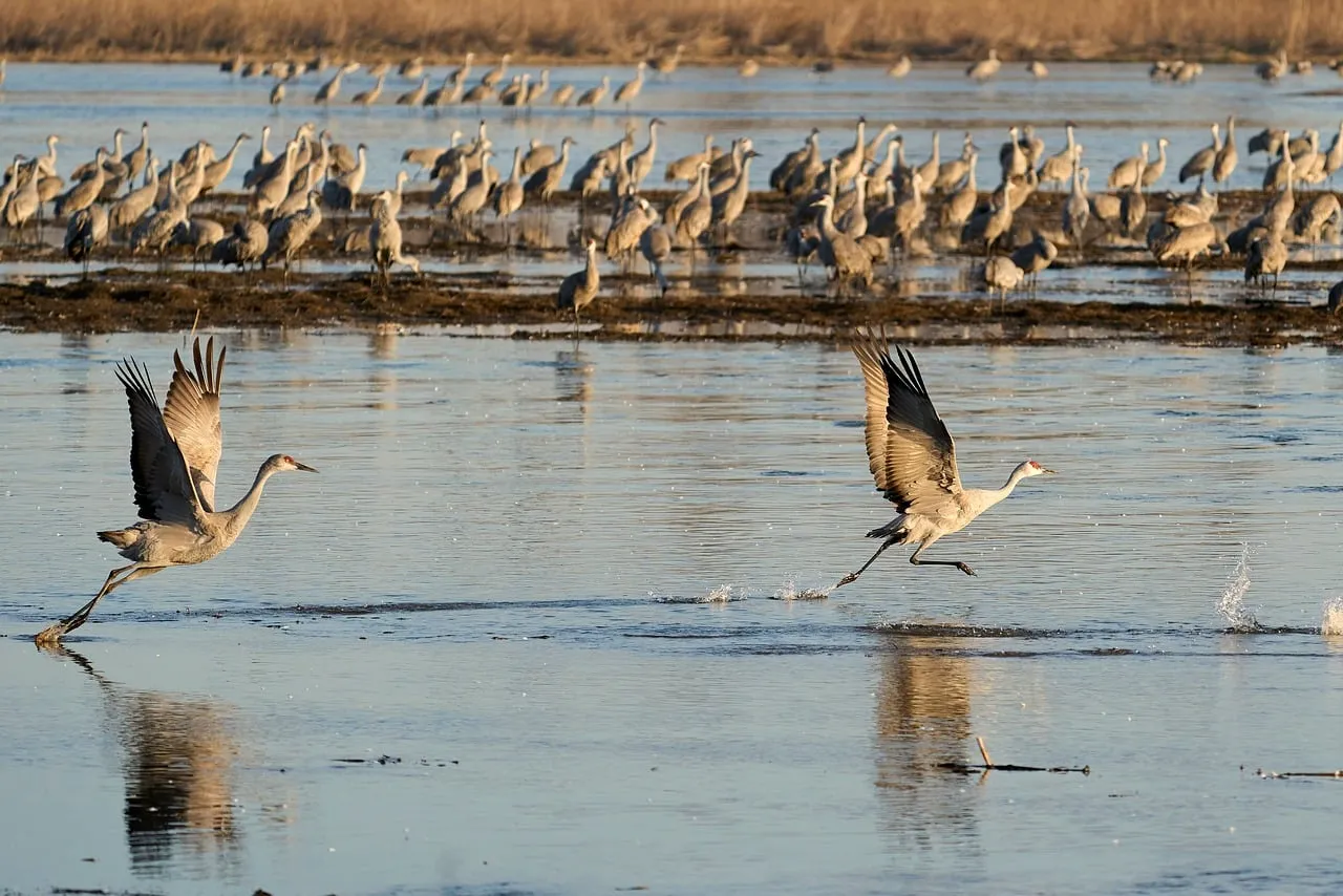 Majestic Sandhill Cranes Take Flight: Spring Migration Begins