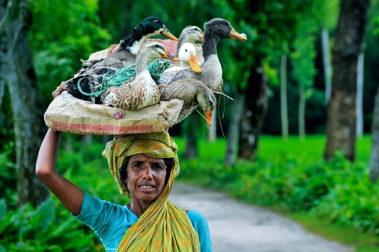 Vibrant Rural Life: Woman Transporting Ducks with Grace
