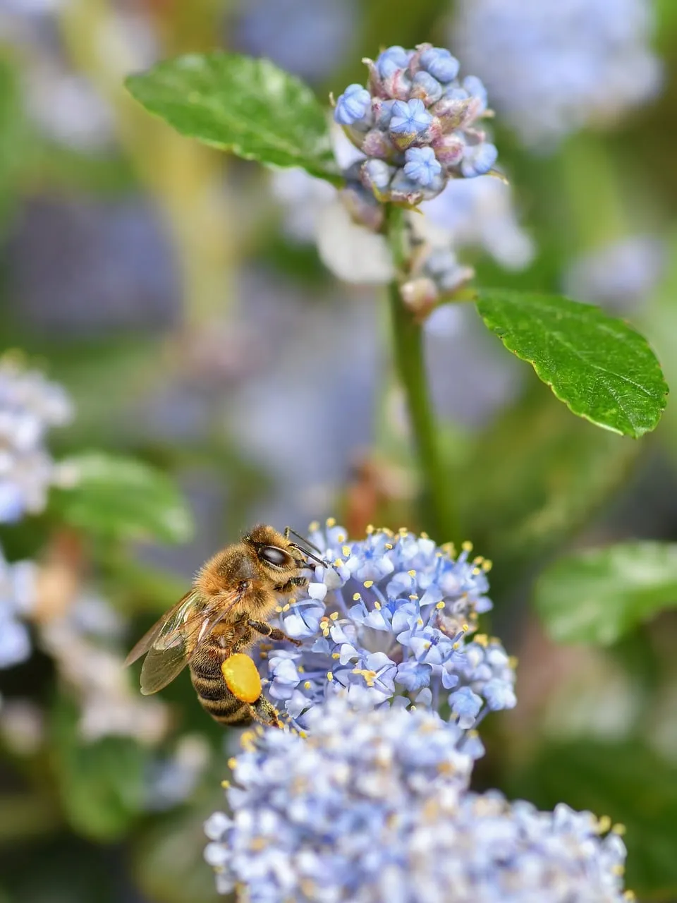 Vibrant Macro: Honey Bee Pollinating Lilac Flowers