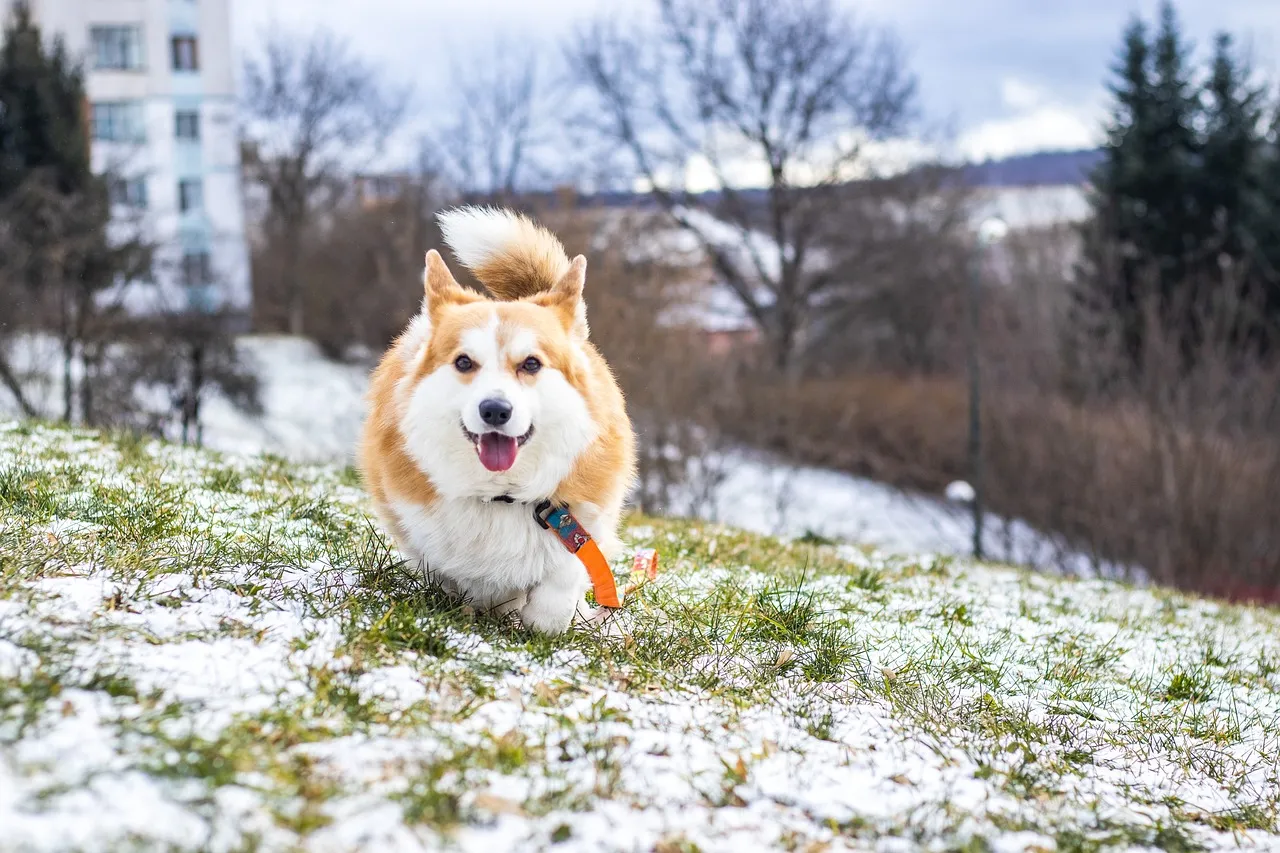 Joyful Corgi's Winter Wonderland Sprint