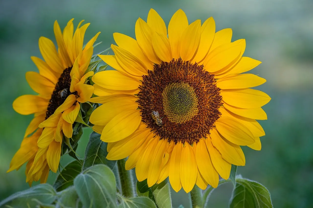 Vibrant Summer: Bees Buzzing on Golden Sunflowers