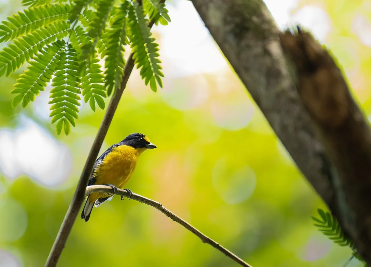 Vibrant Yellow and Black Bird Perched in Lush Green Nature