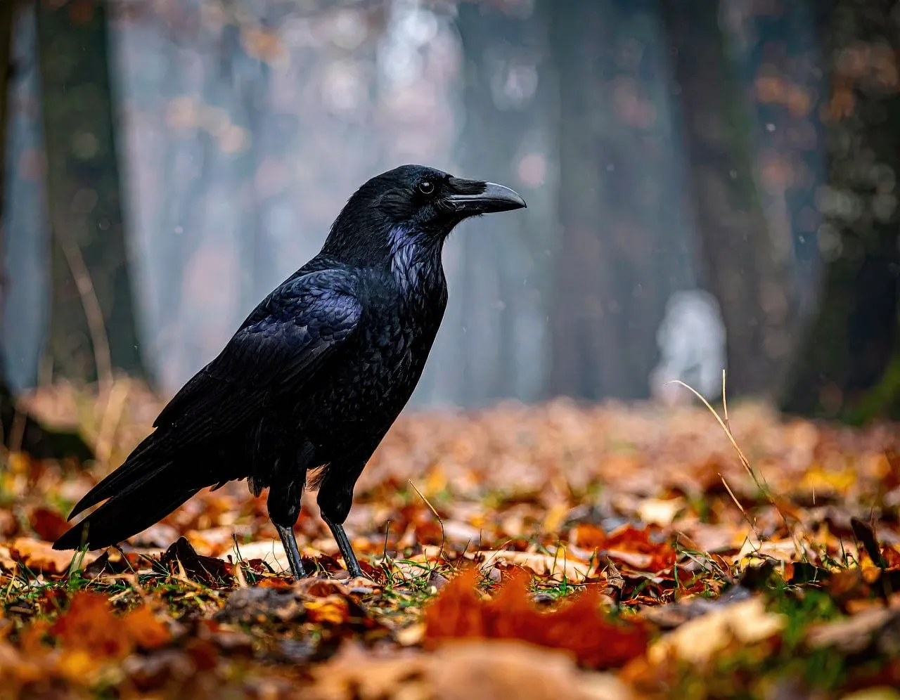 Mysterious Raven Amidst Autumn's Enchanting Forest Gloom