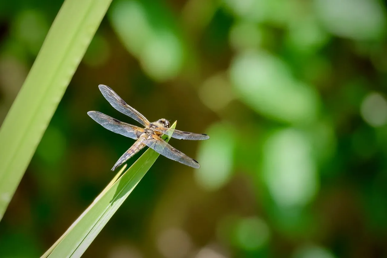 Stunning Dragonfly: Macro Nature's Delicate Beauty