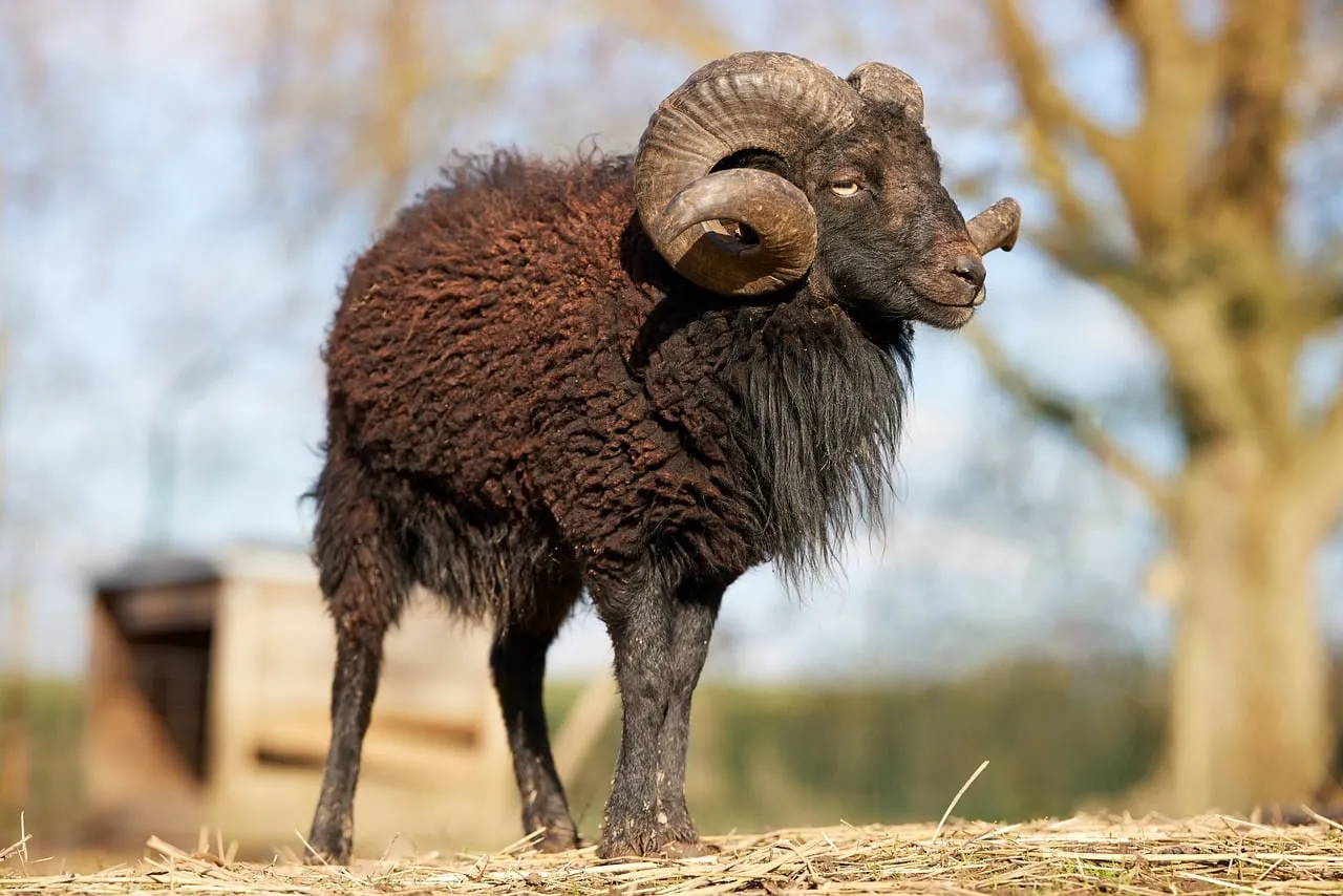 Majestic Black Ouessant Ram: Horned Beauty in Nature