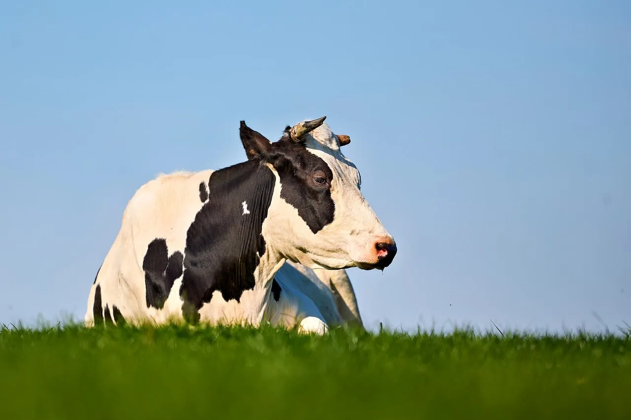 Serene Holstein Cow Resting in Lush Green Meadow