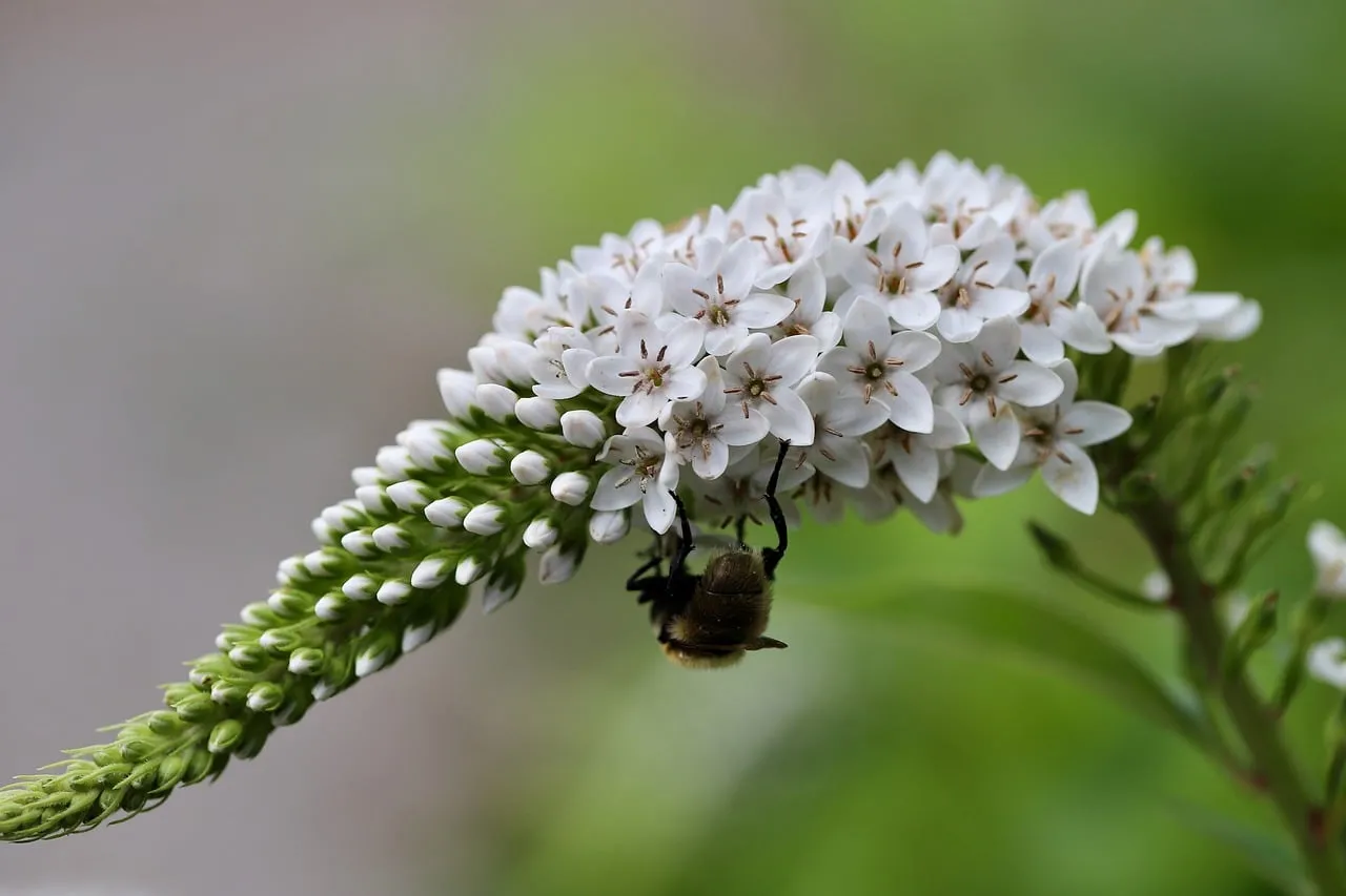 Vibrant Macro: Bumblebee Pollinating White Gooseneck Loosestrife