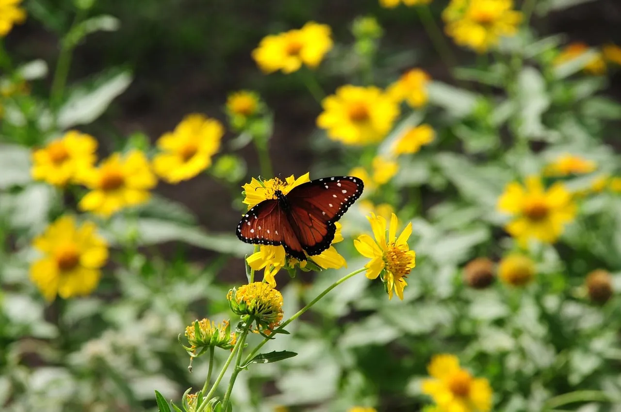 Vibrant Butterfly on Golden Blooms in Summer Garden