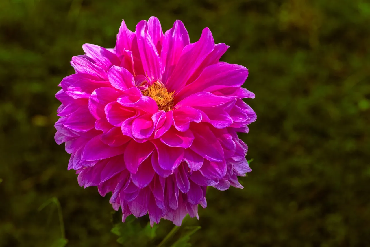 Vibrant Pink Dahlia Bloom: Nature's Summer Masterpiece