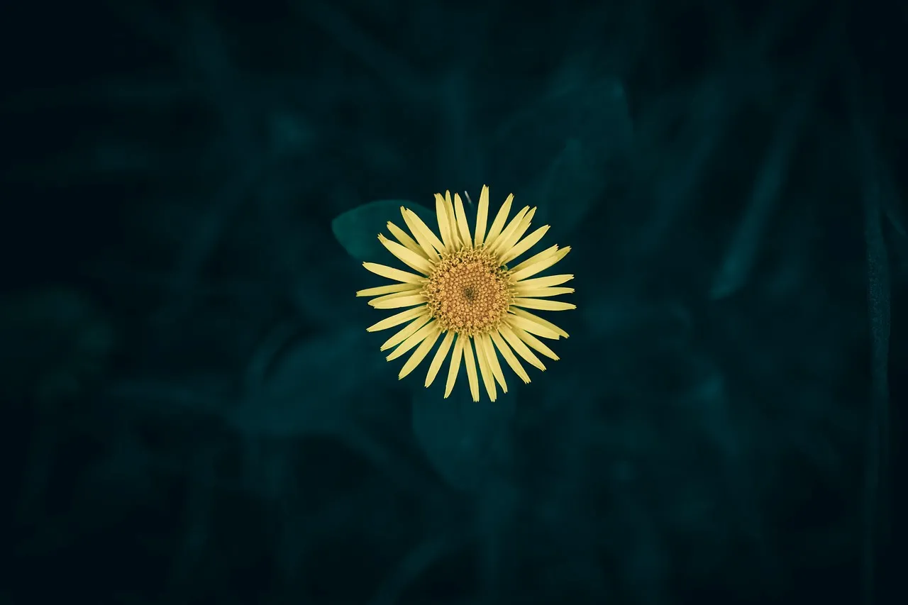 Vibrant Yellow Bloom on Dark Background Wallpaper