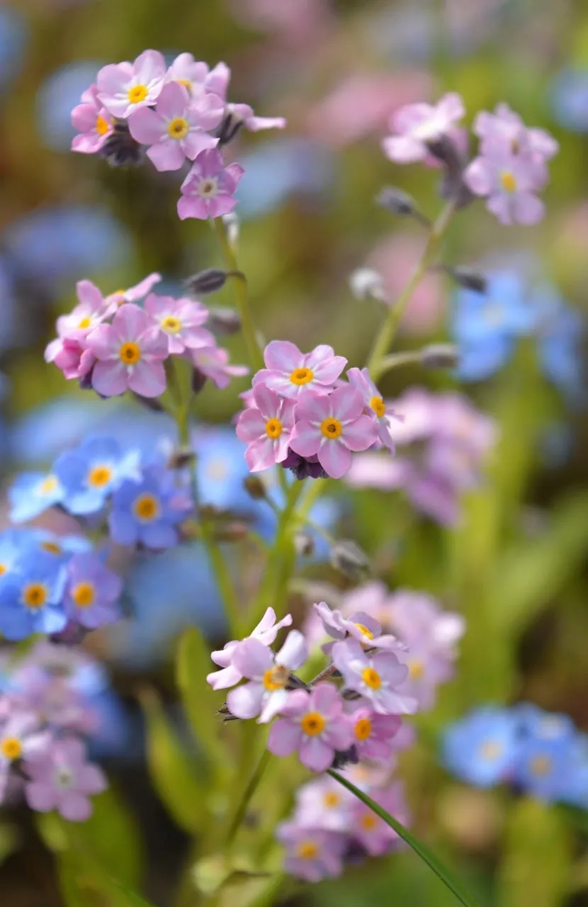 Vibrant Spring Meadow: Forget-Me-Nots in Full Bloom