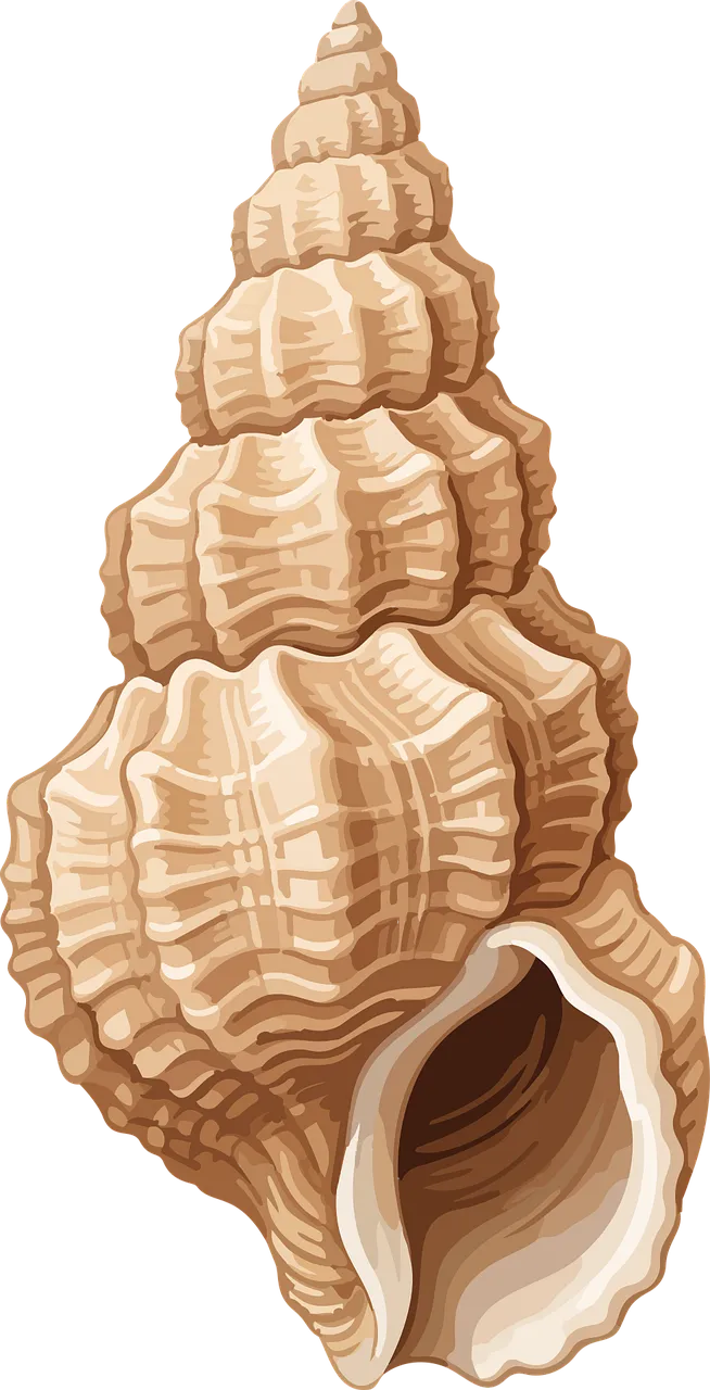 Exquisite Marine Shell: A Detailed Spiral Conch Illustration