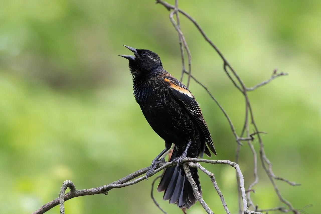Vibrant Spring Serenade: Red-winged Blackbird in Full Song