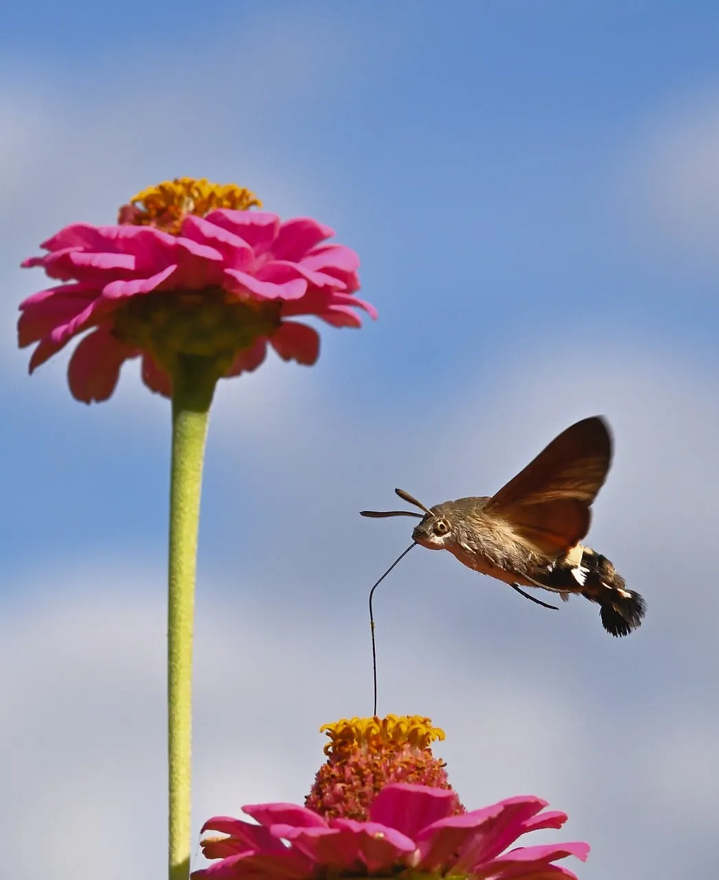 Hummingbird Hawk-Moth in Flight: Zinnia Pollination Macro