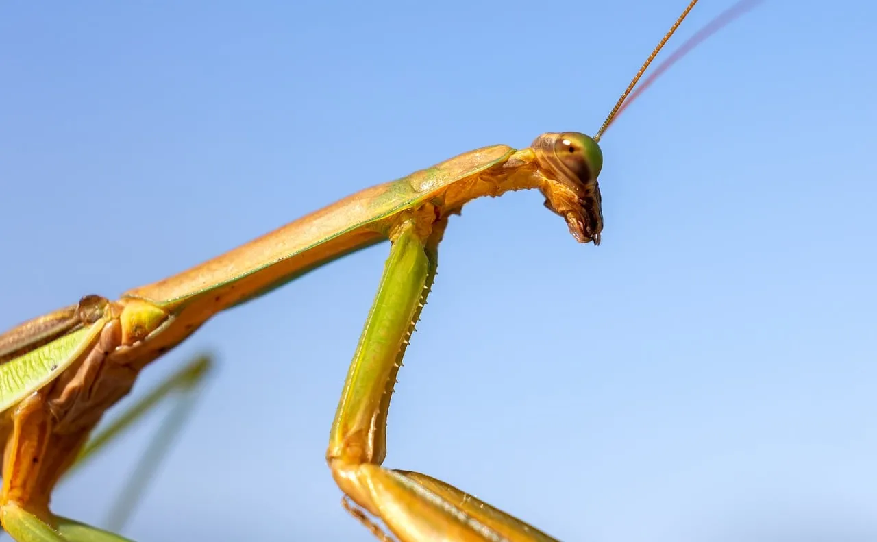 Striking Mantis: Macro Close-up Against Blue Sky