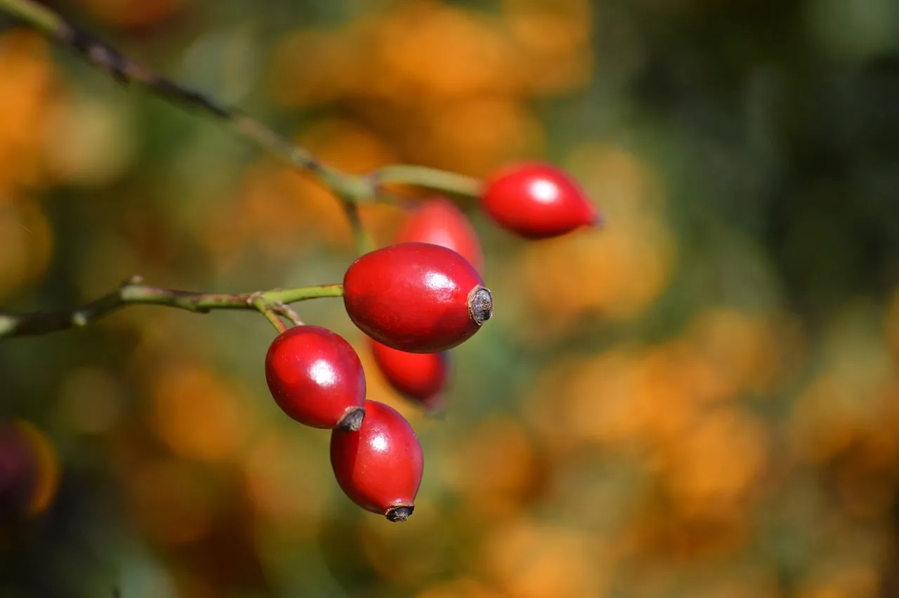 Vibrant Red Rosehip Berries: Autumn's Natural Gem