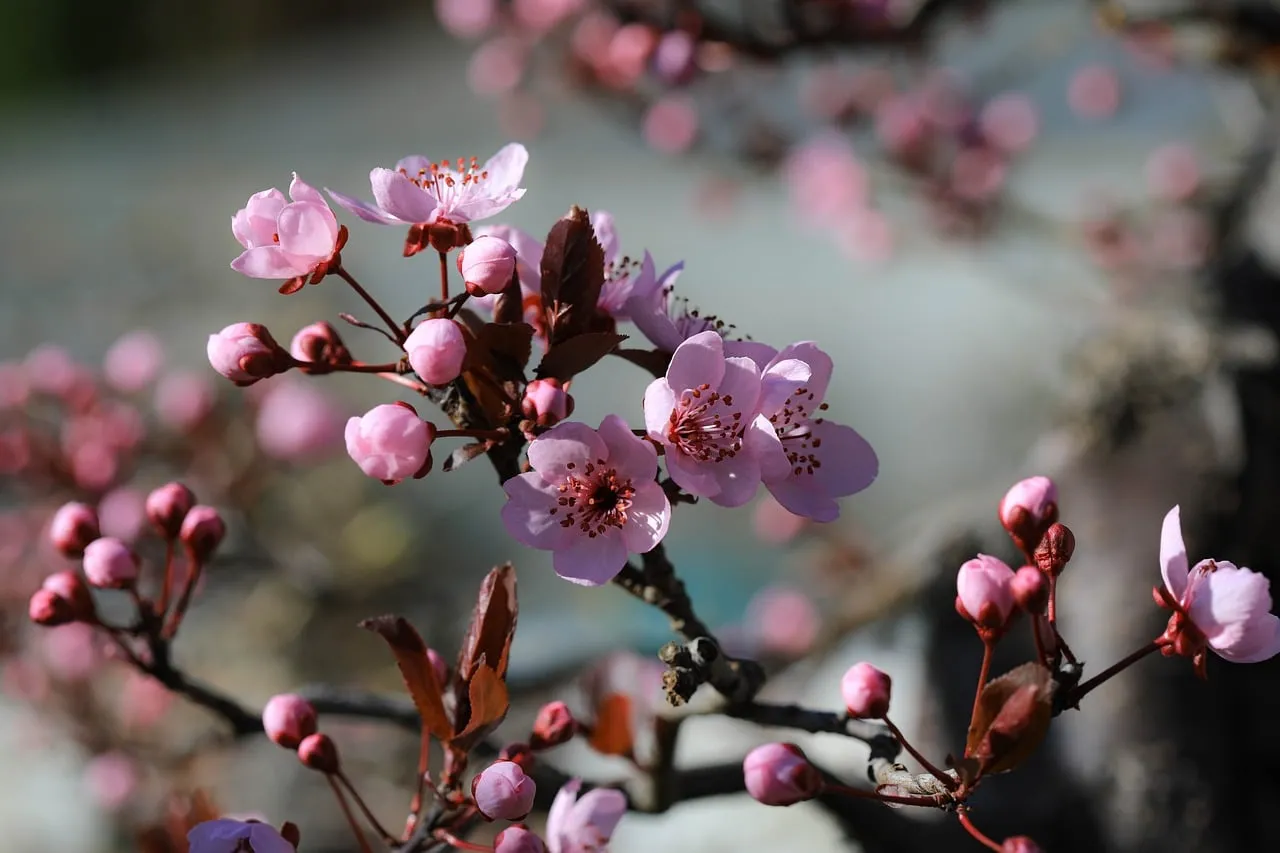 Stunning Pink Plum Blossom Macro: Nature's Delicate Awakening