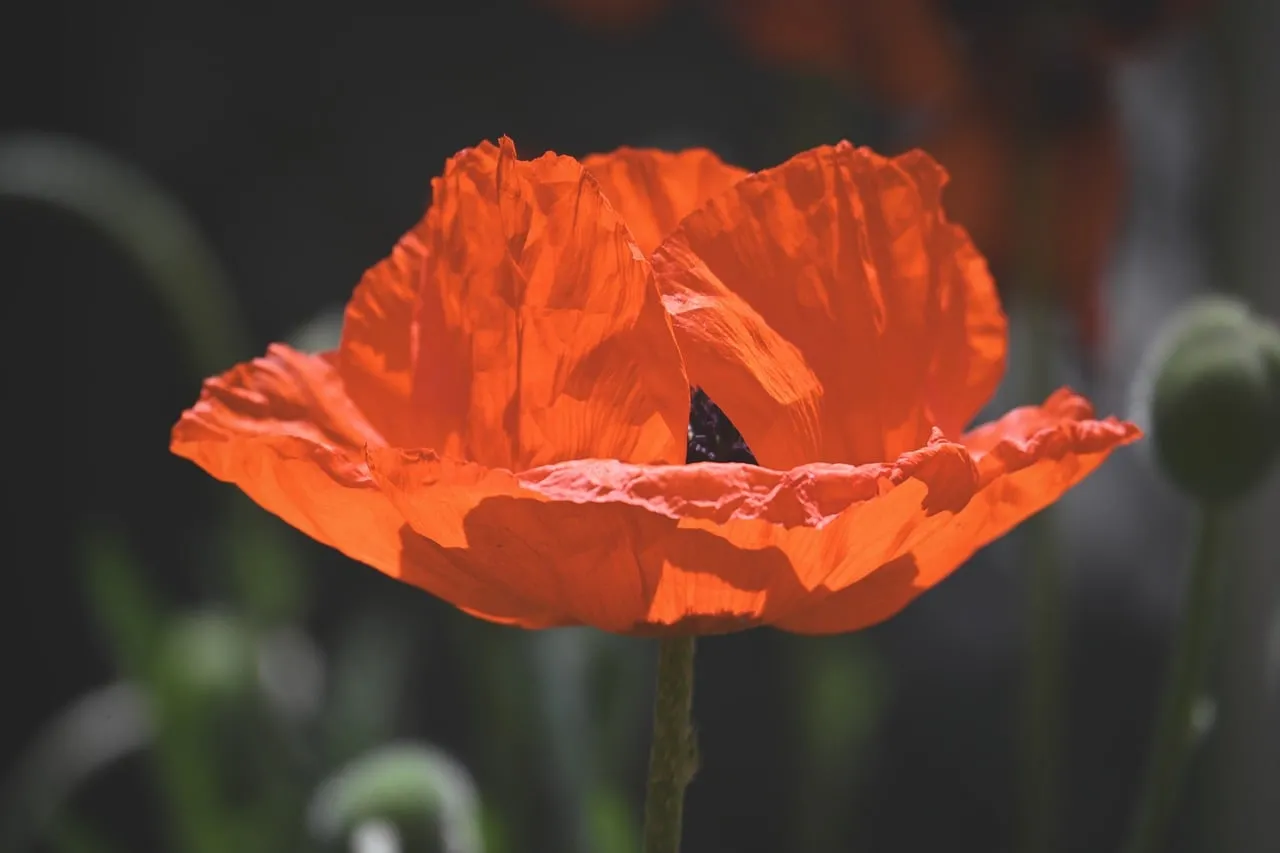 Vibrant Red Poppy: A Summer's Botanical Beauty